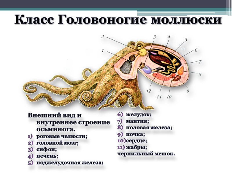 Класс Головоногие моллюски Внешний вид и внутреннее строение осьминога. роговые челюсти; головной мозг; сифон;